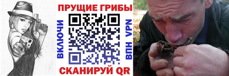 это какой сайт  Пыть-Ях  Псилоцибиновые грибы Psilocybe 